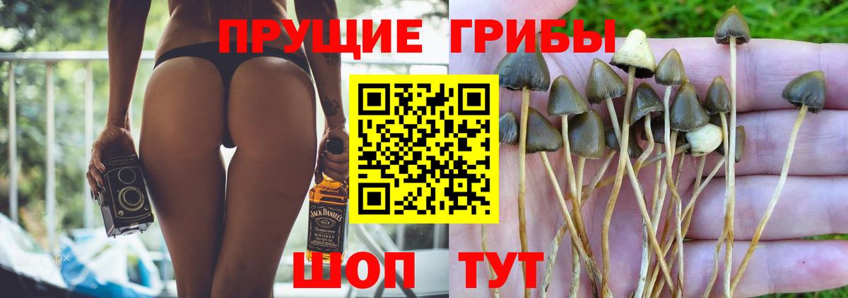 Псилоцибиновые грибы GOLDEN TEACHER  Галлюциногенные грибы GOLDEN TEACHER  Алатырь  Вход с VPN 